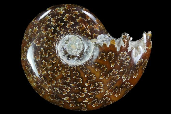 Polished, Agatized Ammonite (Cleoniceras) - Madagascar #97234